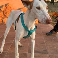 NATA, chienne à adopter