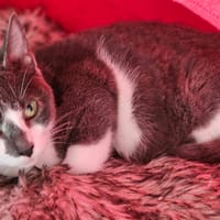 MILO, chat à adopter