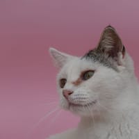 AFRICA, chatte à adopter