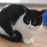 FABI, chatte à adopter