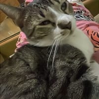 FITO, chat à adopter