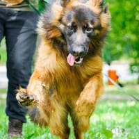 Siena, suczka do adopcji