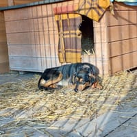 Miluś, pies do adopcji