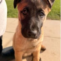 Fritz 4 mon., Hund zur Adoption