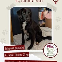Sanfte Polly sucht ihr Für-Immer-Zuhause, Hündin zur Adoption