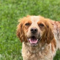 🐾 Lucy sucht ihr Zuhause ♥, Hündin zur Adoption