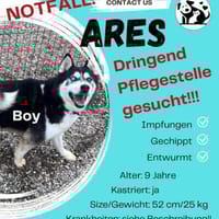 Ares sucht dringend, Hund zur Adoption