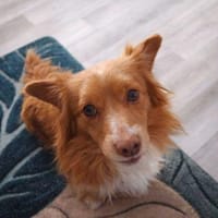 Adam - zarte, liebevolle seele, Hund zur Adoption