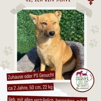 Mavi sucht ein Zuhause oder Pflegestelle, Hündin zur Adoption