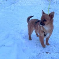 Vega - eine kleine flauschige Fellnase, Hündin zur Adoption