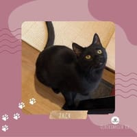 Kater Jack sucht dringend ein Zuhause, Kater zur Adoption