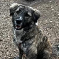 Lilli sucht ein ruhiges Zuhause, Hündin zur Adoption