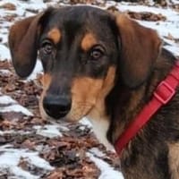 Sanio  ein Traumhund auf vier Pfoten, Hund zur Adoption