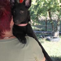 Schönheit Emma in 45138 Essen, Hündin zur Adoption