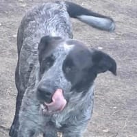 Berta, Überbleibsel sucht Körbchen, Hündin zur Adoption