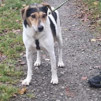 Pepper - auf Pflegestelle in Birnbach, Hund zur Adoption