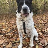 Bandit - wartet in Köln auf sein Zuhause, Hund zur Adoption