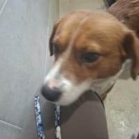 Oda sucht ihr Zuhause, Hündin zur Adoption