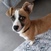 Jyta 35 cm (Pflegestelle), Hündin zur Adoption