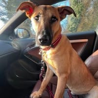 Mattis wartet in Dortmund, Hund zur Adoption