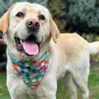 MOZART  der große, sanfte Herzenshund!, Hund zur Adoption