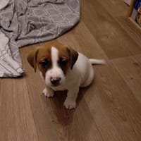 Kam, sah und eroberte Herzen- Brutus, Hund zur Adoption