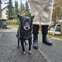 ❤Zaga sucht einen Gnadenbrotplatz!, Hündin zur Adoption