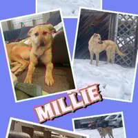 junge Millie auf Pflegestelle in 91217, Hündin zur Adoption