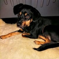 Eddie, toller Familienhund geb. 2021, Hund zur Adoption