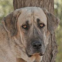 LOLA, Hündin zur Adoption