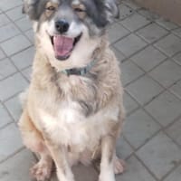 Yvette, fröhliche Hündin sucht Familie, Hündin zur Adoption