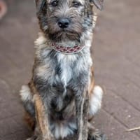 SAMBO sucht seine Menschen, Hund zur Adoption