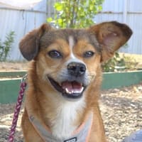 Corrie - kleine Mix Hündin sucht, Hündin zur Adoption