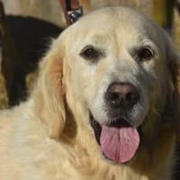 ORI, Hündin zur Adoption