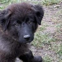 Paris sucht sein Körbchen, Hund zur Adoption