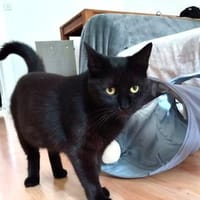 Tom & Pisa - warten in Berlin !........, Kater zur Adoption