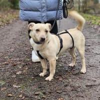 Rudi - wartet in D auf seine Menschen, Hund zur Adoption