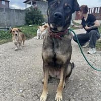 Lada  eine sanfte Seele mit großem Herz, Hündin zur Adoption