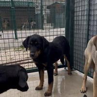 Wunderschöne Shey sucht ihr Zuhause!, Hündin zur Adoption