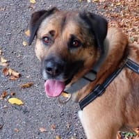 Twain sucht 2. Chance, Hund zur Adoption