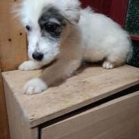 Rumi kleines Hundemädchen sucht ...., Hündin zur Adoption