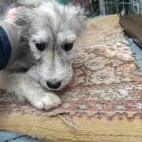 Rita kleine Zuckerschnute sucht Körbchen, Hündin zur Adoption