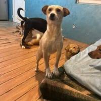 Zaubermaus Hera sucht ihre Familie!, Hündin zur Adoption