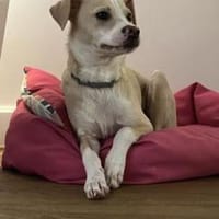 Zarte verspielte Mila sucht ihr Zuhause., Hündin zur Adoption