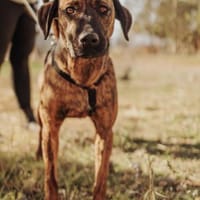 Herzenshund Bruno sucht seine Familie, Hund zur Adoption