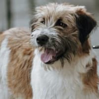 Aria offen, freundlich und herzlich, Hündin zur Adoption