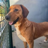 Toller Rüde Zevs - sucht sein Glück, Hund zur Adoption