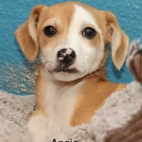 Angie 25 cm 4 mon., Hündin zur Adoption