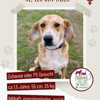 Milk sucht ein Zuhause oder Pflegestelle, Hündin zur Adoption