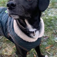 Leo - ein Herzenshund, Hund zur Adoption